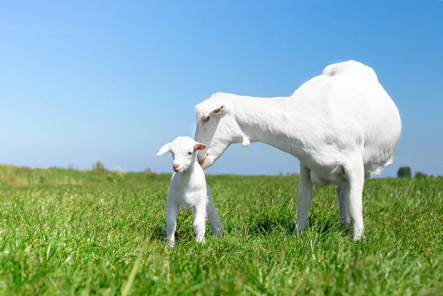 ¡Kabrita y sus cabritas! Conoce de dónde viene la leche de fórmula que nutre a tu bebé