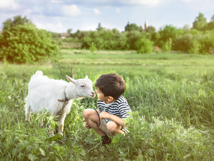 Todo lo que un padre debe saber sobre la leche de cabra para bebés