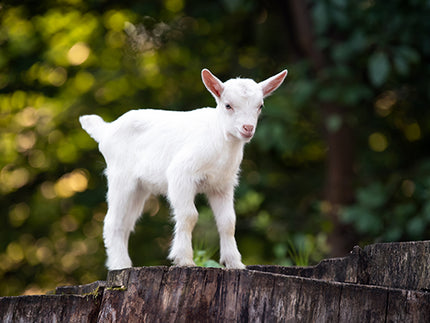 Lo que debes saber sobre el ácido beta-palmítico en la leche para bebés