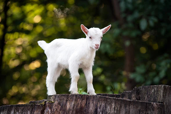 Lo que debes saber sobre el ácido beta-palmítico en la leche para bebés
